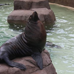 Guadalupe fur seal (Arctocephalus townsendi)