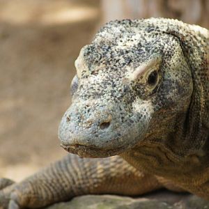 Komodo Dragon 'Tuka'