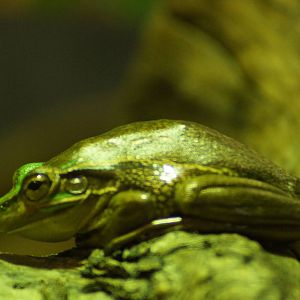 Green and Golden Bell Frog