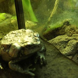 Cane Toad- Real and Fake