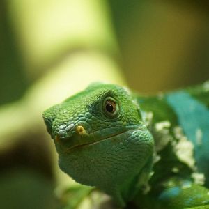 Fijian Banded Iguana
