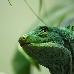 Fijian Crested Iguana