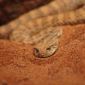 Desert Death Adder