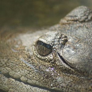 Freshwater Crocodile