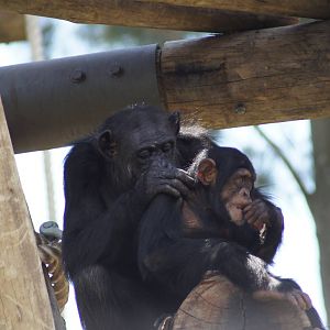 Chimpanzees
