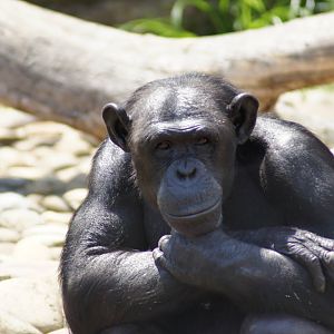 Chimpanzee
