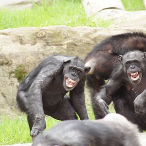 Chimpanzee Disagreement