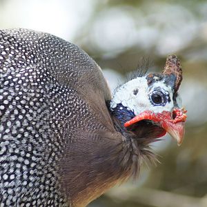 Helmeted Guineafowl