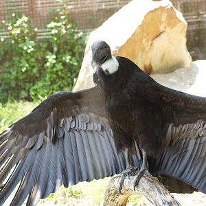 Andean Condor 'Connie'
