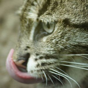 Fishing Cat
