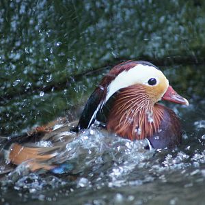 Mandarin Duck Bathing