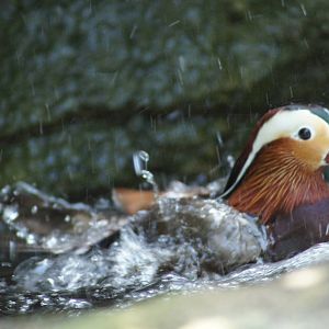 Mandarin Duck Bathing