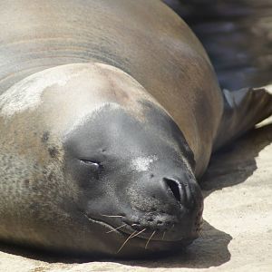 Leopard Seal 'Casey'