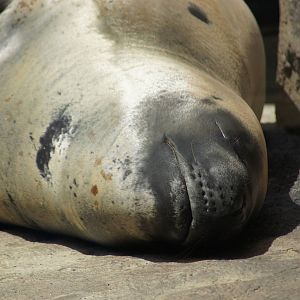 Leopard Seal 'Casey'