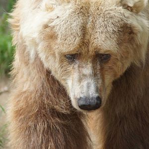 Kodiak Bear 'Bethyl'
