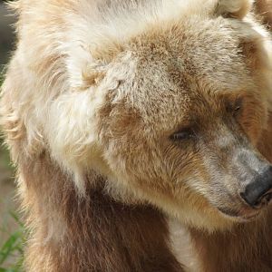 Kodiak Bear 'Bethyl'