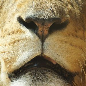 African Lion 'Johari' Nose