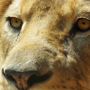 African Lion 'Johari'