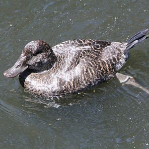 Bluebilled Duck