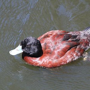 Bluebilled Duck