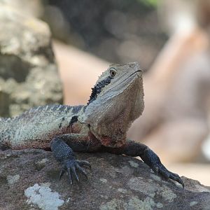Eastern Water Dragon