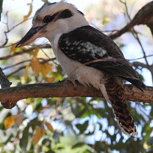 Kookaburra