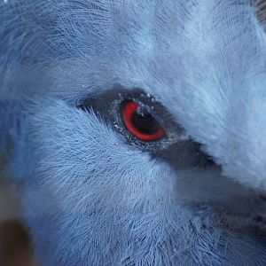 Victoria Crowned Pigeon 'Patrick'