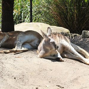 Red Kangaroos