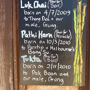 Sign - Elephant calves bred at Taronga