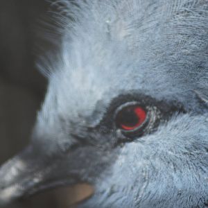 Victoria Crowned Pigeon 'Patrick'