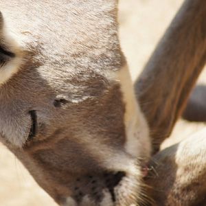 Red Kangaroo Male Cleaning