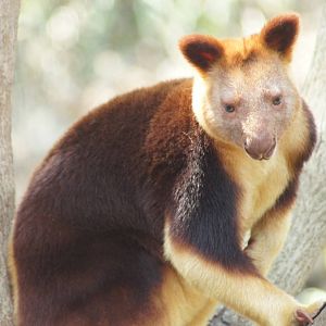 Goodfellow's Tree Kangaroo