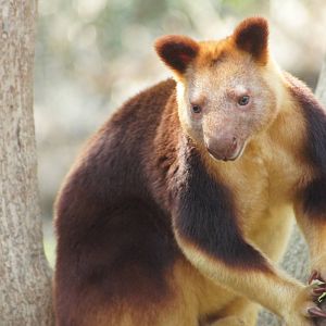 Goodfellow's Tree Kangaroo