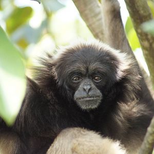 Mueller's Gibbon 'Mary'