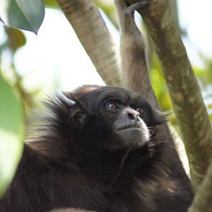 Mueller's Gibbon 'Mary'