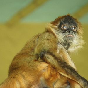 Black Handed Spider Monkey