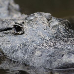 American Alligator