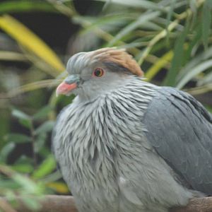 Topknot Pigeon