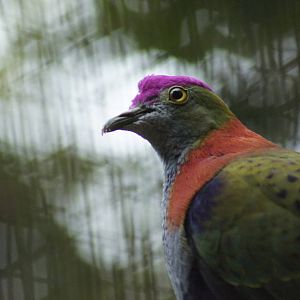 Superb Fruit Dove