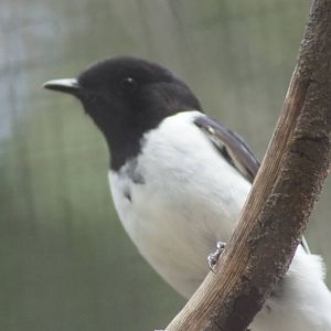 Hooded Robin