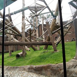 Chimpanzee Exhibit
