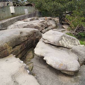 Barbary Sheep Exhibit