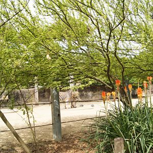 Plains Zebra Exhibit