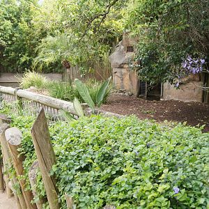 Pygmy Hippopotamus Exhibit