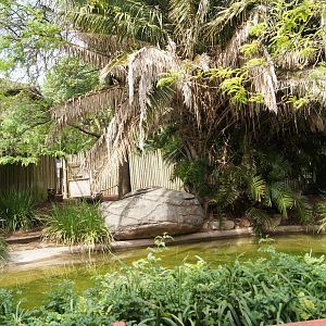 Brazilian Tapir Exhibit