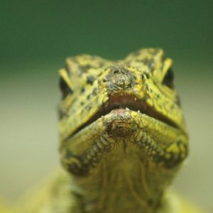 Philipine Sailfin Lizard