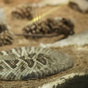 Eastern Diamondback Rattlesnake & shedded skin
