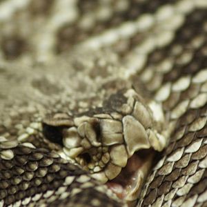 Eastern Diamond Back Rattlesnake