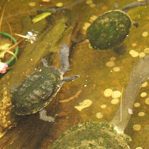 Very big Eastern Long Necked Turtle