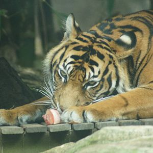 Sumatran Tiger Male 'Satu'